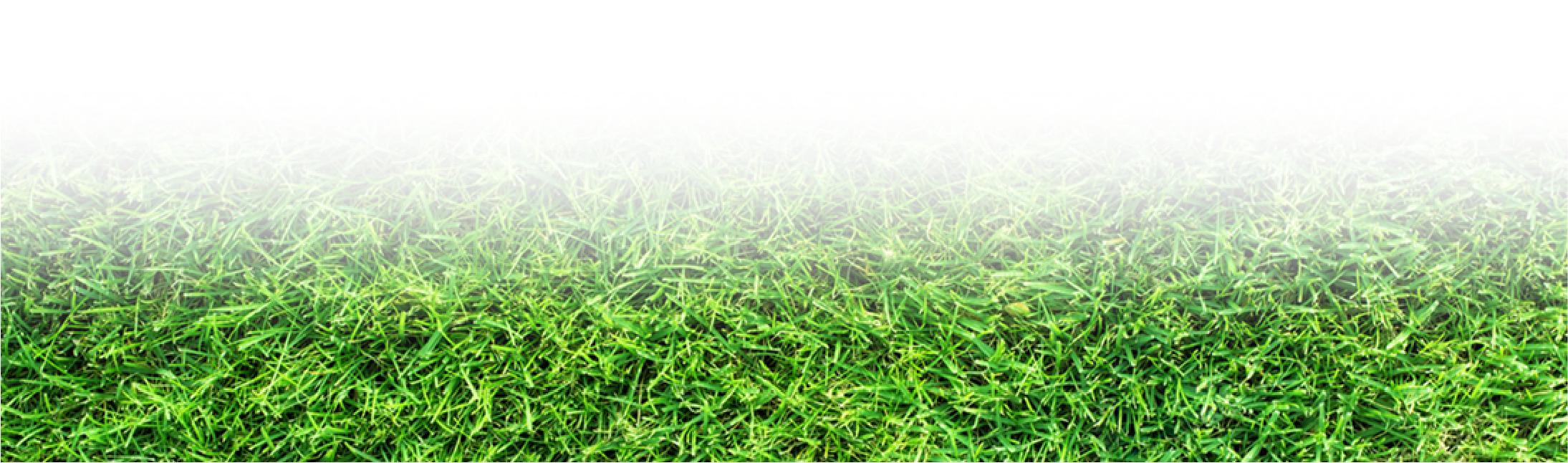 grass
